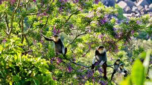 Rừng nguyên sinh Sơn Trà 2