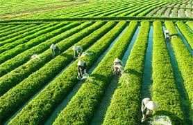 Vegetable Village Trà Quế 1