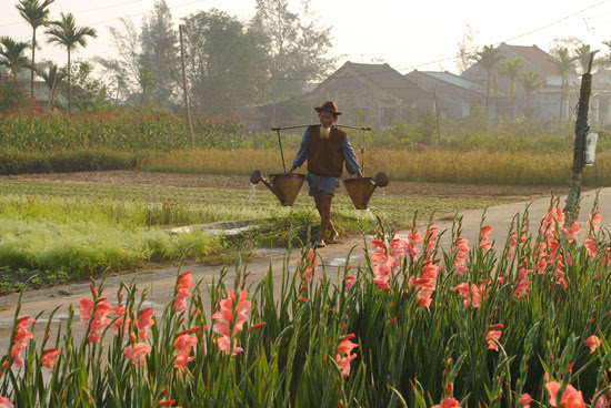 Làng hoa Cẩm Hà 1