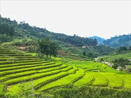 Ruộng bậc thang A Nông 1